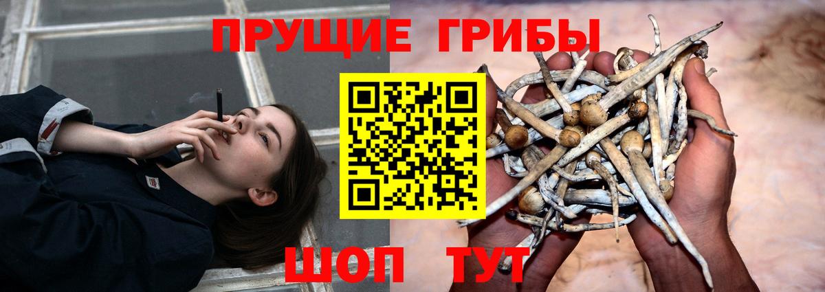 Галлюциногенные грибы прущие грибы  Вход с VPN  Осинники 